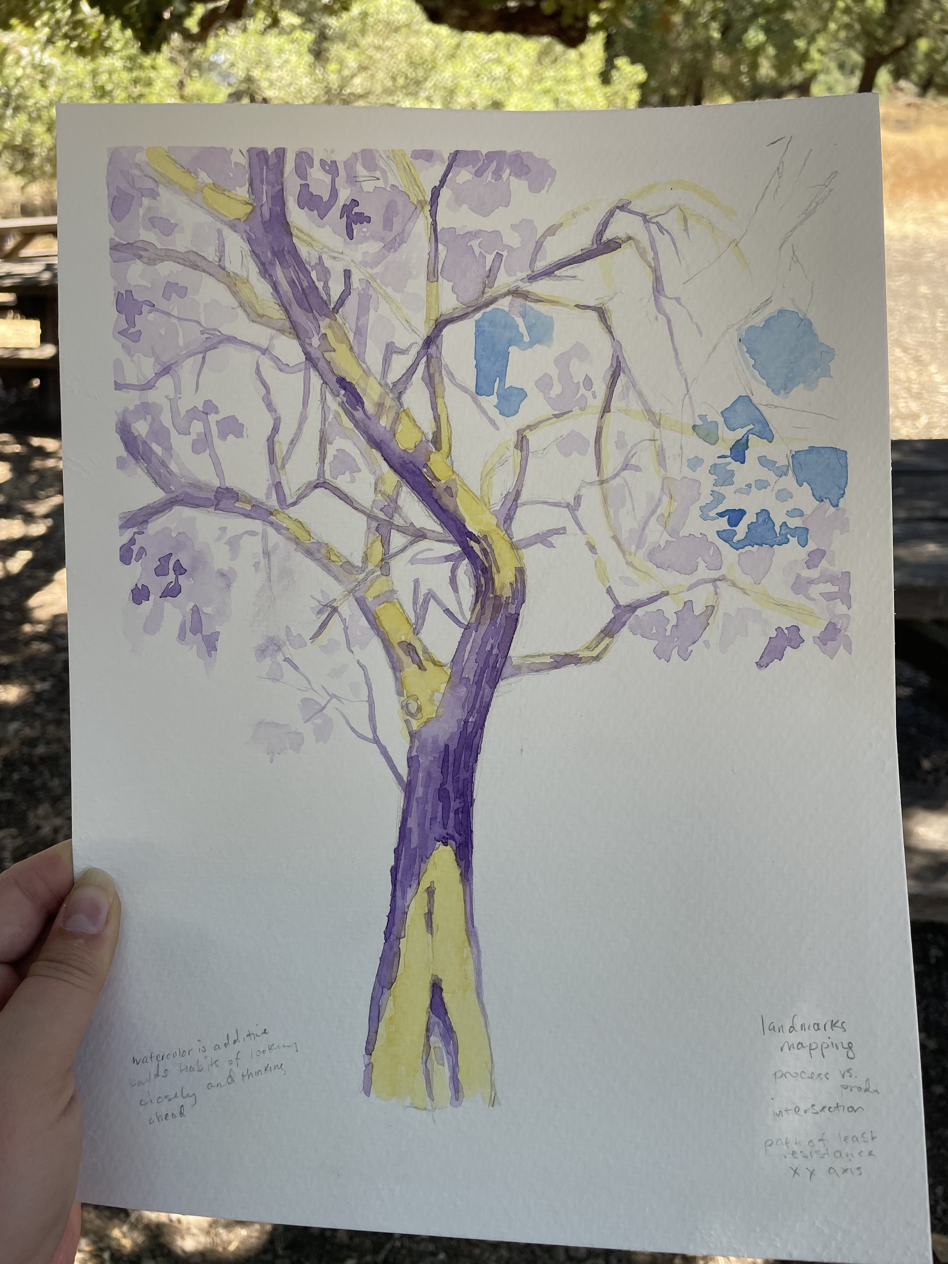Plein Air Tree Sketching in MultiMedia at Jack London State Park