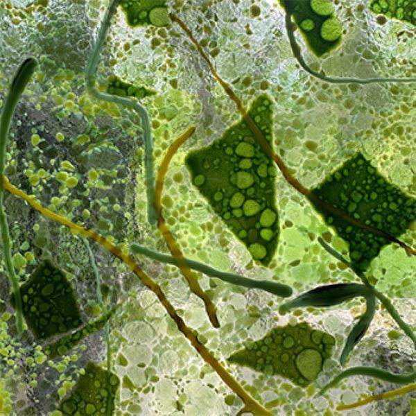 Independent Study, WEINERT, 01/10/26-02/07/26