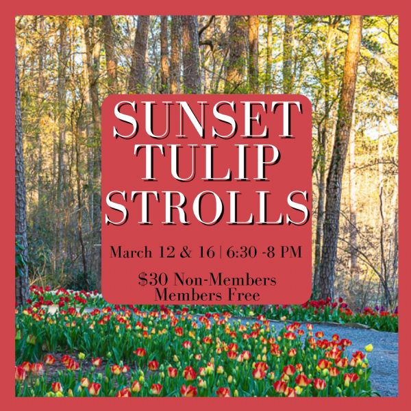 Sunset Tulip Strolls