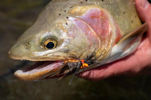 Classroom: Brian O'Keefe - Our Most Common Stoneflies