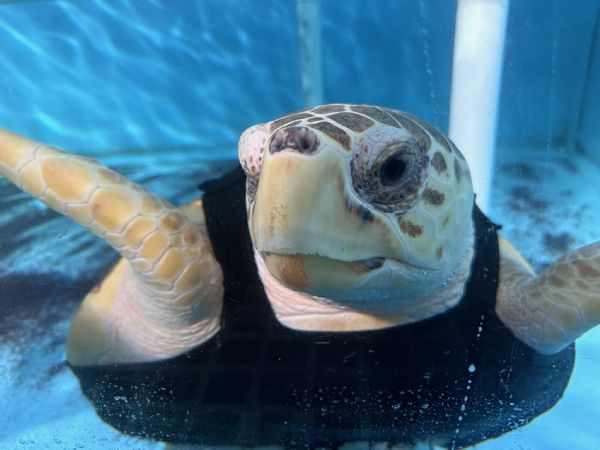 Aquarium Entry